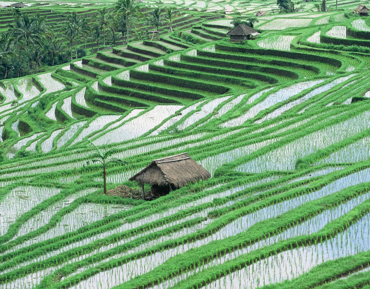 Back Road : From 16th Century Temple to Rice Terrace