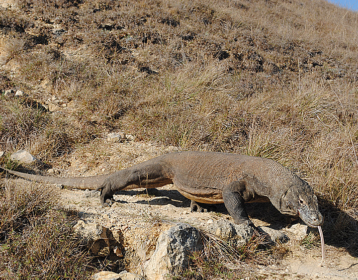 Trip to Komodo