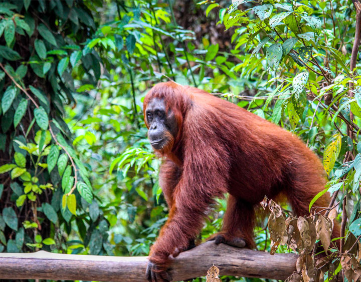 Orang Utan